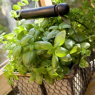 Swallowtail Hill Wire Basket With Handle - filled with herbs