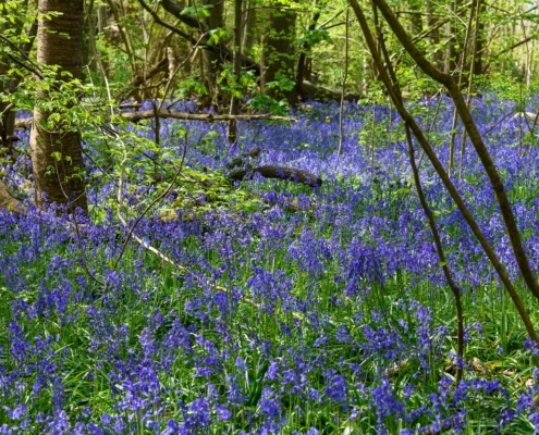 Bluebell Wood in Trosley Country Park near Gravesend, Kent 2000w