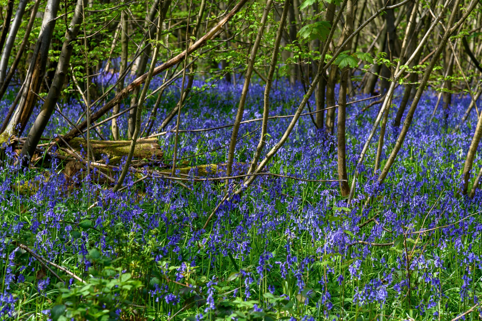 Bluebell Wood in Trosley Country Park near Gravesend, Kent