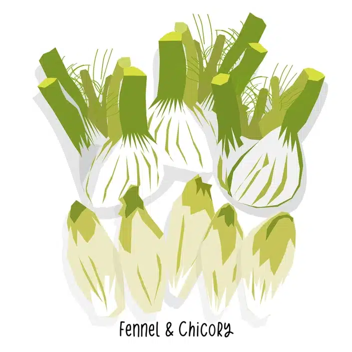 Grocery Store Fennel & Chicory